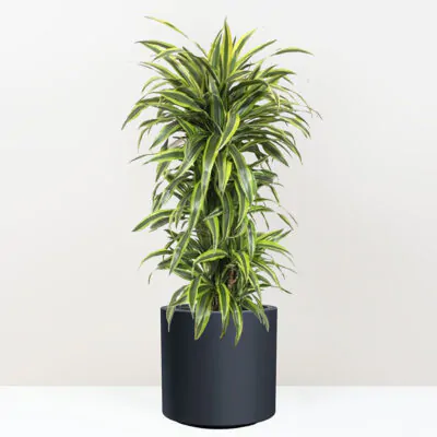 Dracaena fragrans lemon lime velka izbova rastlina do kancelarie