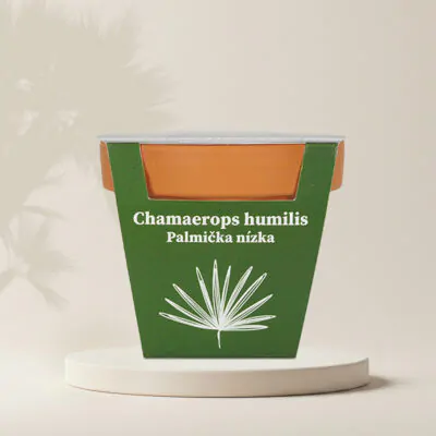 pestovatelsky set chamaerops humilis palmicka nizka zo semien semena izbovych rastlin plantizia