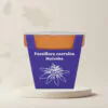Pestovateľský set Mučenka / Passiflora caerulea pestovatelsky set mucenka kristova koruna semienka Passiflora caerulea fialove kvety zo semien semena rastlin plantizia