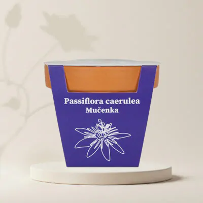 pestovatelsky set mucenka kristova koruna semienka Passiflora caerulea fialove kvety zo semien semena rastlin plantizia