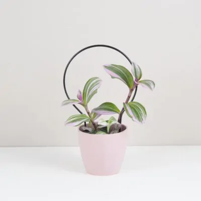 dekorativna opora pre rastliny kruh maly kovova oporna tyc ku kvetom