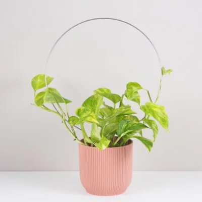 dekorativna opora pre rastliny kruh velky kovova oporna tyc ku kvetom