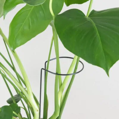 dekorativna opora pre rastliny obruc kovova oporna tyc ku kvetom