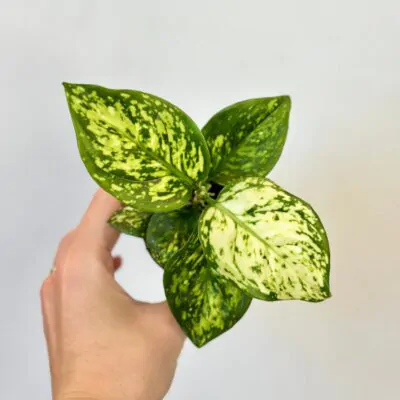 aglaonema white anyamanee mala biela rastlina