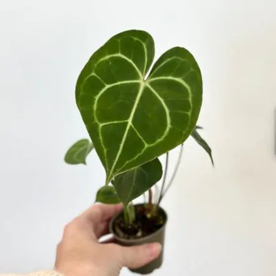 anthurium clarinervium srdieckove listy