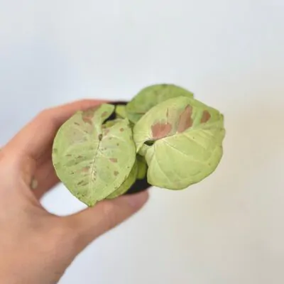 syngonium milk confetti