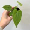 Anthurium balaoanum malé Anthurium balaoanum