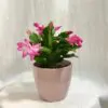 Schlumbergera / Vianočný kaktus ružový Schlumbergera Vianočný kaktus ruzovy