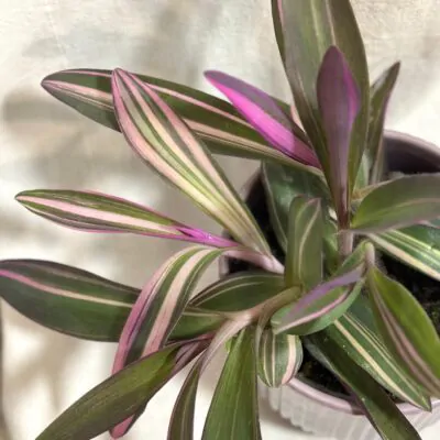 Tradescantia pallida variegata ‘Pink Stripes’ ruzova tahava izbova rastlina