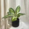 Aglaonema ‘Zebra’ aglaonema zebra zelena nenarocna izbova rastlina