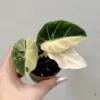 Alocasia ‘Black Velvet Pink Variegata’ Alocasia Black Velvet Pink Variegata