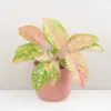 Aglaonema ‘Bidadari’ maxi Aglaonema Bidadari ruzova izbova rastlina