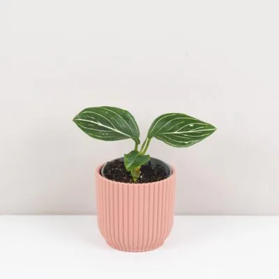 Top 10 nenáročných izbových rastlín pre začiatočníkov aglaonema Tom’s Pride mala