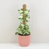 Pothos Epipremnum ‘Manjula’ na tyči Pothos Epipremnum Manjula na tyči