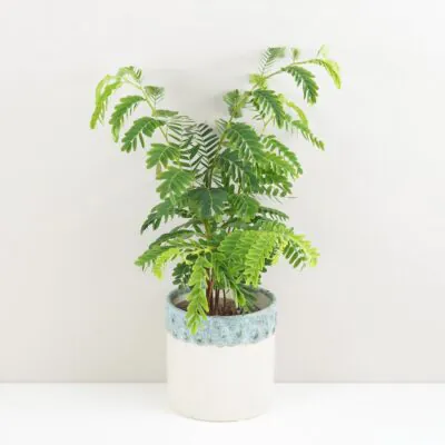 Izbové rastliny, riasogule a príslušenstvo tamarind indicky