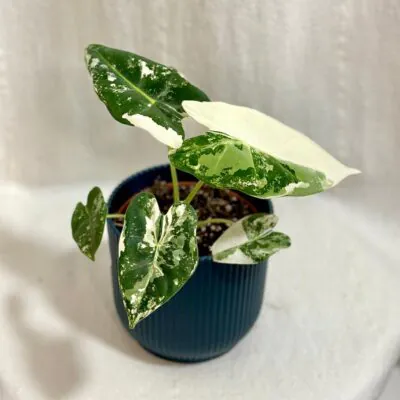 Tipy na vianočné darčeky pre milovníka rastlín: 20 užitočných darčekov, ktoré potešia alocasia frydek variegata panasovana alokazia