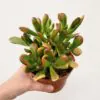 Tučnolist / Crassula ovata ‘Gollum Tricolor’ crassula ovata Gollum Tricolor sukulent tucnolist variegata