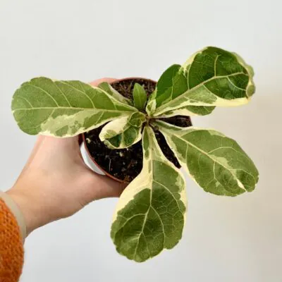 ficus lyrata variegata panasovany fikus lyrata