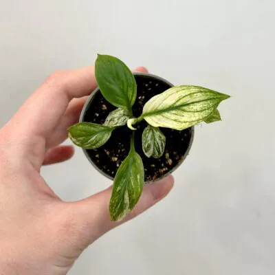 Lopatkovec / Spathiphyllum wallisii Sensation variegatra panasovany