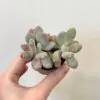 Pachyphytum oviferum pink Pachyphytum oviferum pink sukulent