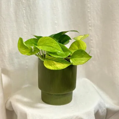 Top 10 nenáročných izbových rastlín pre začiatočníkov pothos epipremnum lemon top tahava izbova rastlina