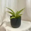 Sansevieria ‘Platinum Crown’ sansevieria Platinum Crown svokrine jazyky nenarocna izbova rastlina