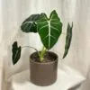 Alocasia ‘Frydek’ veľká alocasia frydek variegata velka izbova rastlina