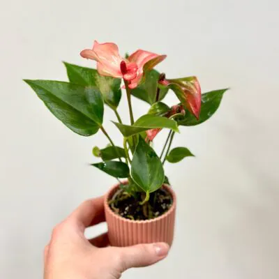 anthurium matata ruzova kvitnuca rastlina