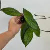 Hoya finlaysonii ‘Sarawak’ hoya finlaysonii ‘Sarawak’ voskovka