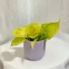 Philodendron ‘Neon’ stredný Philodendron 'Neon' filodendrón tahava rastlina