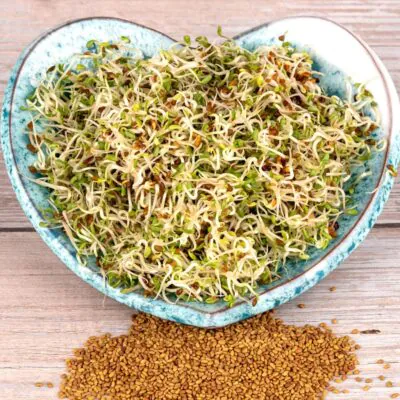 Izbové rastliny, riasogule a príslušenstvo alfalfa lucerna semienka na klicenie microgreens klicky klickovanie