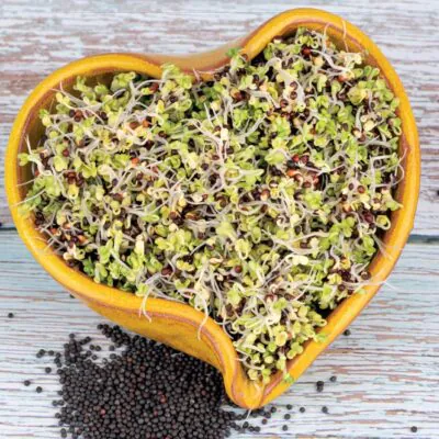 Izbové rastliny, riasogule a príslušenstvo brokolica semienka na klicenie microgreens klicky klickovanie