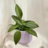 Hoya wibergiae hoya wibergiae voskovka tahava izbova rastlina