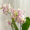 Orchidea Phalaenopsis ‘Blossom Bliss’ orchidea phalaenopsis Blossom Bliss biele kvety