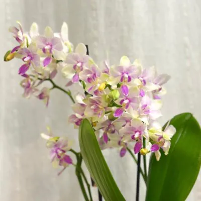 Izbové rastliny, riasogule a príslušenstvo orchidea phalaenopsis Blossom Bliss biele kvety