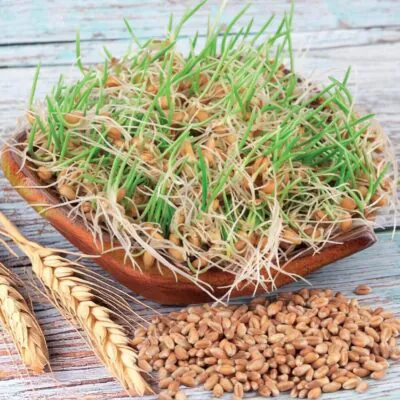 Izbové rastliny, riasogule a príslušenstvo psenica semienka na klicenie microgreens klicky klickovanie