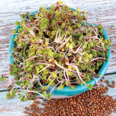 Izbové rastliny, riasogule a príslušenstvo redkovka china rose semienka na klicenie microgreens klicky klickovanie