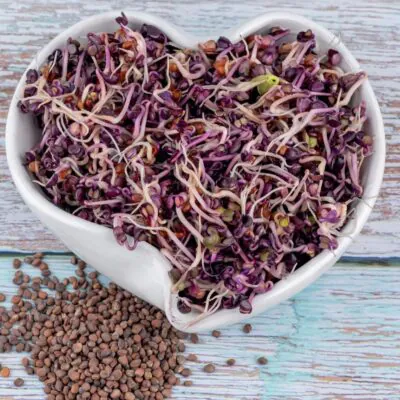 Izbové rastliny, riasogule a príslušenstvo redkovka red hurricane semienka na klicenie microgreens klicky klickovanie