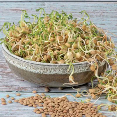 Izbové rastliny, riasogule a príslušenstvo sosovica semienka na klicenie microgreens klicky klickovanie