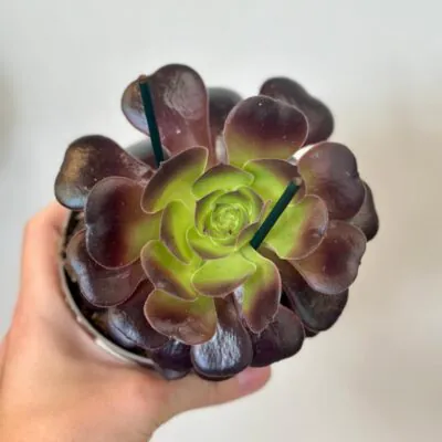Izbové rastliny, riasogule a príslušenstvo aeonium arboreum Velours sukulent
