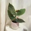 Begonia corallina begonia corallina bodkovana izbova rastlina