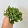 Callisia repens mini callisia repens mala zelena tahava rastlina