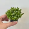 Kaktus Hylocereus undatus Kaktus Hylocereus undatus