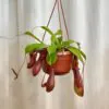 Nepenthes alata veľký nepenthes alata velka masozrava rastlina