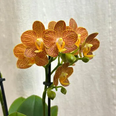 Izbové rastliny, riasogule a príslušenstvo orchidea Phalaenopsis indian summer kvet zlty