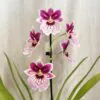 Orchidea Miltoniopsis ‘Princess Diana’ Orchidea Miltoniopsis Princess Diana ruzovy kvet vzacna