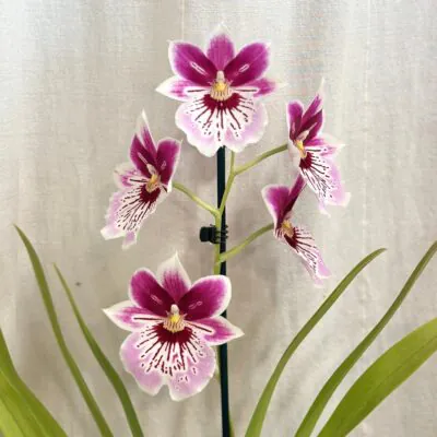 Izbové rastliny, riasogule a príslušenstvo Orchidea Miltoniopsis Princess Diana ruzovy kvet vzacna