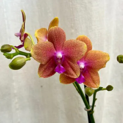 Izbové rastliny, riasogule a príslušenstvo orchidea phalenopsis bolgheri kvitnuca izbova rastlina