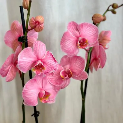 Izbové rastliny, riasogule a príslušenstvo orchidea phalaenopsis royal pink kvet ruzovy