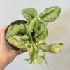 Scindapsus ‘Peasun Variegata’ Scindapsus Peasun Variegata vzacna zberatelska tahava izbova rastlina